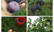 翰林府国产吃瓜爆料,揭秘娱乐圈幕后真相