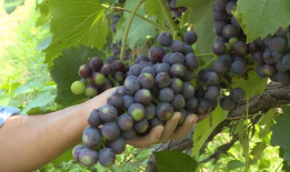 葡萄视频,探索短视频世界的魅力与奥秘